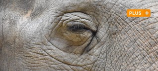 Ältester Elefant Europas: Die bewegende Geschichte der Augsburgerin Targa