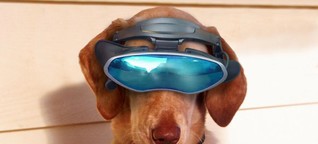Hightech für Vierbeiner: US-Militär testet VR-Brillen für Hunde - WELT