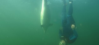 Eckernförder Bucht: Wie eine junge Frau in einem verirrten Delfin einen Gefährten fand