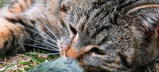 Ist eine Katzensteuer sinnvoll für die Umwelt?