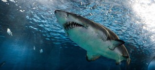 Weißer Hai im Mittelmeer: Hier lauert er - und so wahrscheinlich begegnest du ihm