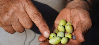 Olivenbauern: Einst hatte er 2.000 Olivenbäume. 1.500 sind tot