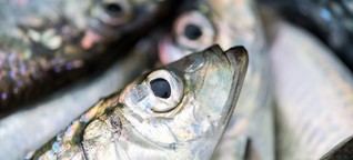 Ernährung und Weltmeere: Fisch ist ab jetzt aus