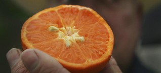 Gewerkschaften über Orangensaft: Enthält Vitamin C und Zwangsarbeit
