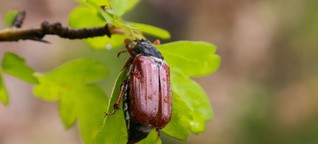Würzburger Studie: Exotische Bäume als Lebensraum für Insekten?