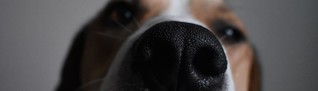 Corona-Test: Hunde haben die Nase vorn