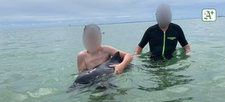 Schweinswal in der Ostsee totgestreichelt - erster Verdächtiger ermittelt