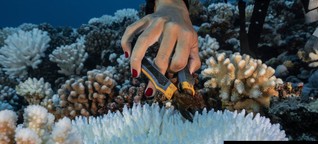 Korallen im Klimawandel: wie Meeresbiologen Riffe retten wollen
