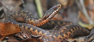 Schlangen-WG soll Überleben sichern
