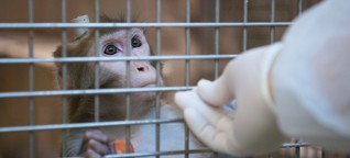 Tierversuche: EU erzwingt in Deutschland strengere Regeln