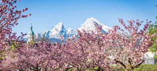 Elf Orte in Deutschland, um die Kirschblüte in voller Pracht zu erleben