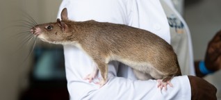 Medizin: Ratten im Einsatz gegen Tuberkulose