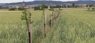 Zu wenige Bäume auf Österreichs Äckern: Eine vertane Chance fürs Klima?
