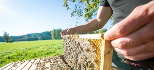 Honigbienen verdrängen Wildbienen: Was Bienenschützer wissen müssen