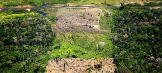 Tag der Tropenwälder: Großrodung und illegales Schiffs-Holz