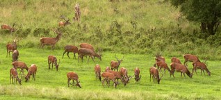 Jagd und Artenvielfalt : Weniger Verbiss und mehr Naturschutz