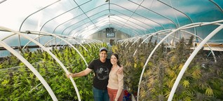 Cannabis-Legalisierung in den USA: Kleine Hanfplantagen kämpfen um ihre Existenz