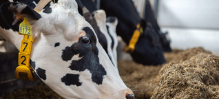 Die Milch ist nur ein Nebenprodukt: Diese Kühe produzieren Daten