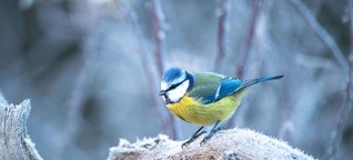 Blaumeise: So bereitet sich der Vogel im Herbst auf die kalte Jahreszeit vor