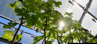 Im Schatten einer Solaranlage wachsen Wein und Beeren besser | NZZ