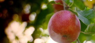 ZDFzoom: Der wahre Preis für den perfekten Apfel