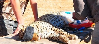 Tierforschung: Wie man Leoparden fängt
