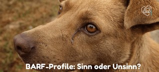 Was BARF-Profile über Hundefütterung aussagen