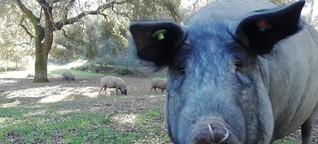 Das iberische Schwein: Von Schinkenkult, anrüchigen Ahnen und Umweltsauereien