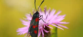 Gefährdete Artenvielfalt (Teil 4): Schmetterlinge unter Druck