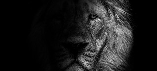 'Mystical lion male in black and white' by Stephan Jonetzko bei Photocircle