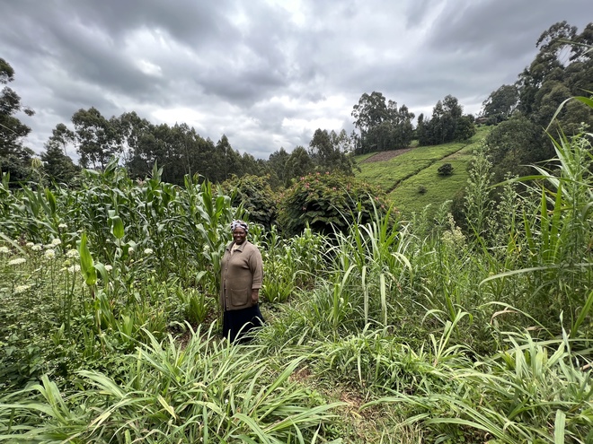 Trotz Trockenheit: Wie Afrikas Landwirtschaft krisenfester werden kann