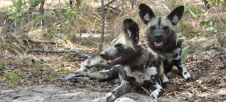 Simbabwe: Auf den Wildhund gekommen
