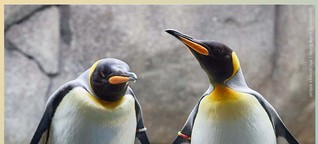 Japan: Pinguine und Otter im Hungerstreik