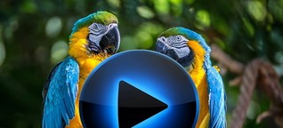 Стало известно о пристрастии попугаев к грецким орехам (видео)