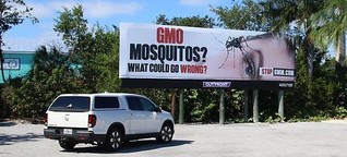 Florida: Einwohner wehren sich gegen Genmücken