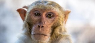 Globaler Handel mit Versuchstieren - Affen als geopolitischer Spielball