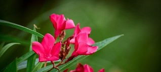 Das Bild am Sonntag: Parminder Singh - Flowers [1]