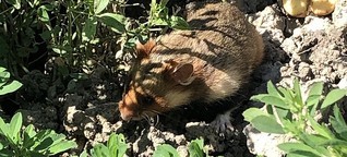 Schutzprogramm für Feldhamster: Auswilderung