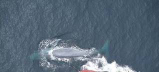 Bis zu 43 Kilogramm an Mikroplastik schluckt ein Blauwal 