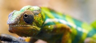 Genomatlas für Artenschutz: Entschlüsselung könnte  Artenvielfalt bewahren