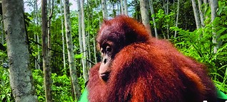 Sumatra: Das Sterben der letzten Orang-Utans
