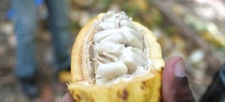 Elfenbeinküste: Ein weiter Weg bis zur guten Arbeit im Kakao-Sektor