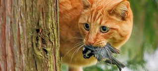 Tierschutzverein verrät: So werden Sie Streuner im Garten los