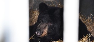 Winter im Tiergarten Stendal: Warum Schwarzbären gar nicht wirklich schlafen