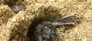 "The lost years" - Wo verbringen Meeresschildkröten ihre ersten Lebensjahre?