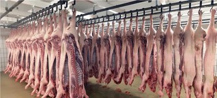 Hunderttausende Schweine werden für Abfall geschlachtet