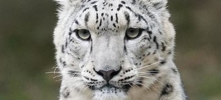 "Der Schneeleopard" - Sehen und gesehen werden