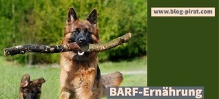 BARF-Ernährung für Hunde, die gesunde Alternative zu Dosen- und Trockenfutter