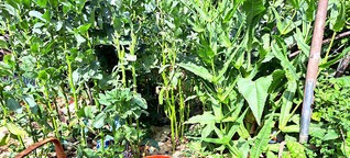 Garten im Juni: 1. Dicke Bohnen – reif fürs Mittagessen [1]