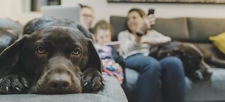 Hundesitter-Apps: So finden Sie passende Betreuer für den Urlaub - WELT